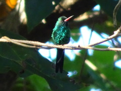 Cynanthus forficatus