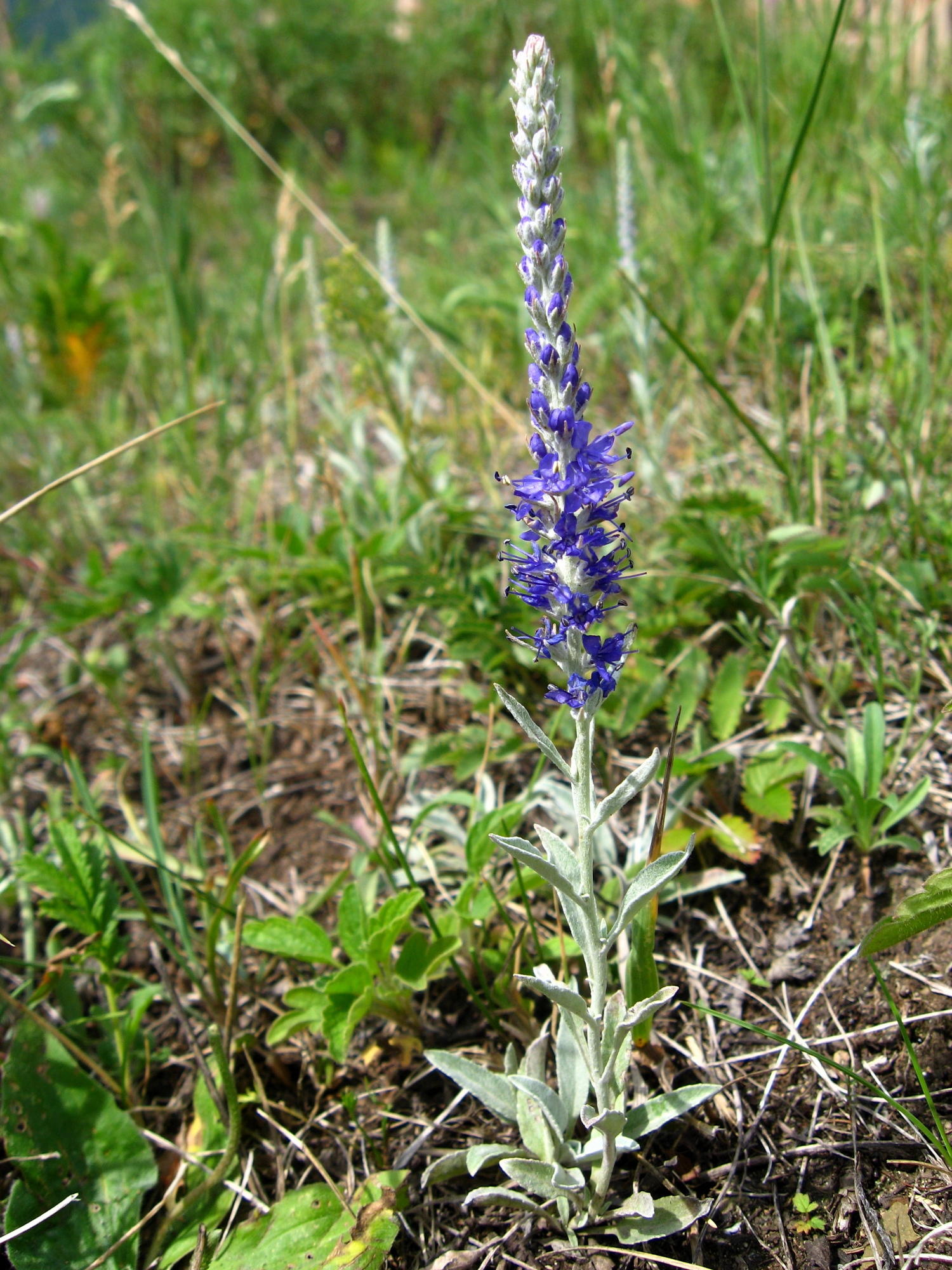 Veronica incana