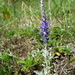 Spike Speedwell - Photo (c) Aleksandr Ebel, some rights reserved (CC BY-NC), uploaded by Aleksandr Ebel