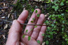 Teucrium parvifolium