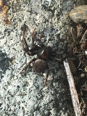 Xysticus montanensis