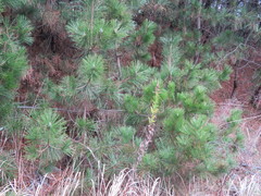 Pinus