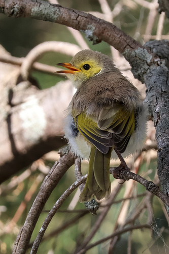 White-plumed Honeyeater