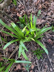 Agapanthus praecox