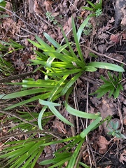 Agapanthus praecox