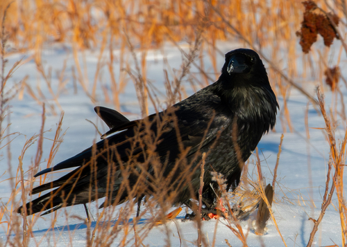 Common Raven