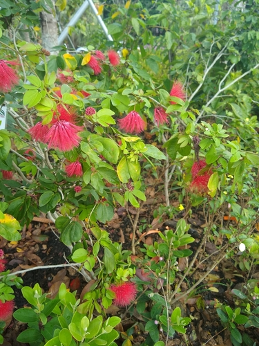 Calliandra tergemina