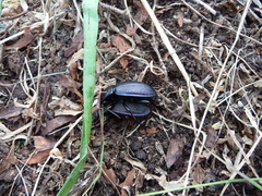 Carabus henningi