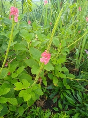 Stachytarpheta mutabilis