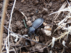 Carabus henningi