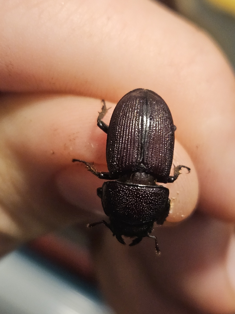 Eastern American Stag Beetle