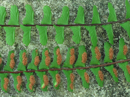 Asplenium monanthes
