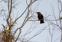 Sturnus vulgaris