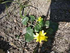 Ficaria verna calthifolia