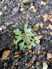 Saxifraga tridactylites