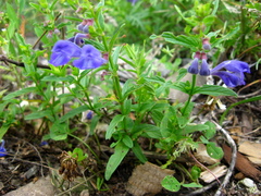 Scutellaria scordifolia