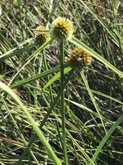 Cyperus erectus