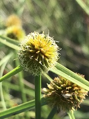 Cyperus erectus