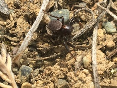 Xysticus montanensis