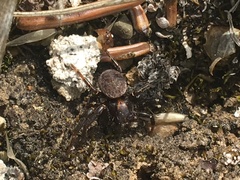 Xysticus montanensis