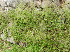 Rumex induratus
