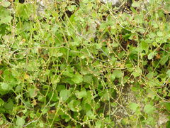 Rumex induratus