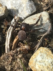 Xysticus montanensis