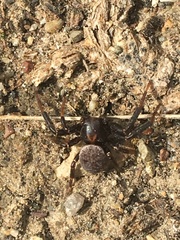 Xysticus montanensis