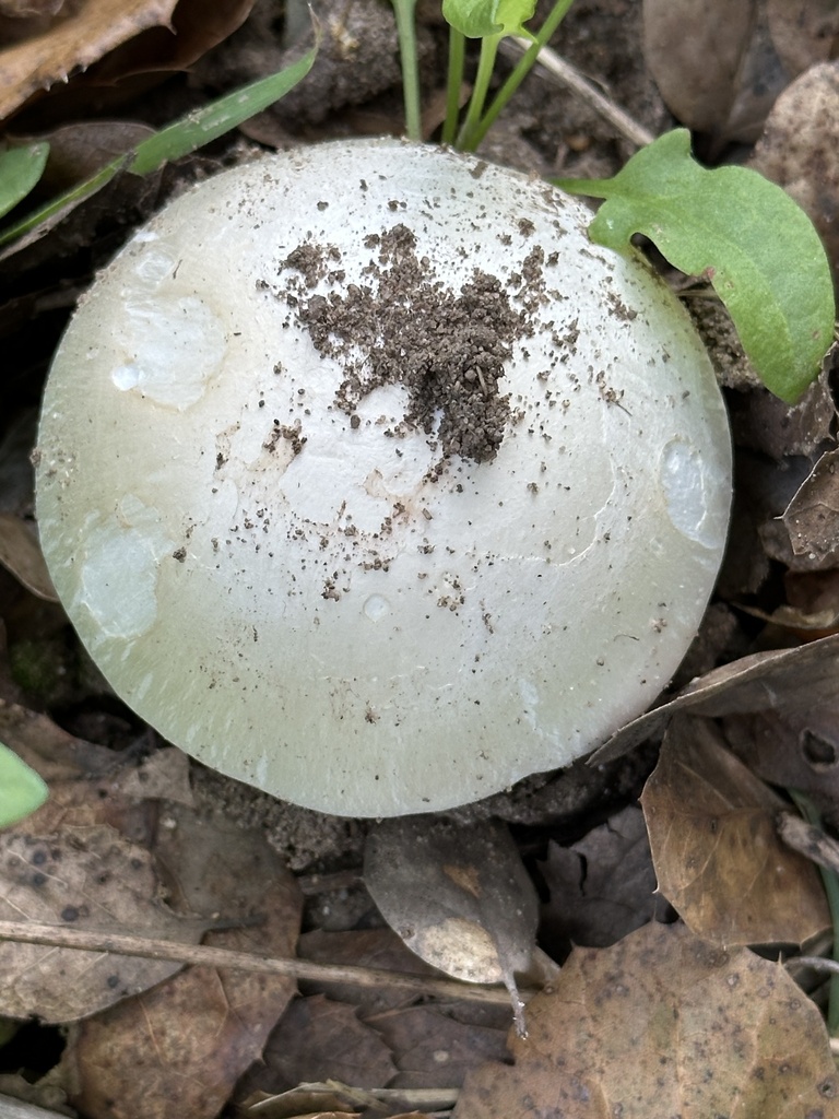 Amanita phalloides · January 2026 · photo: © irinamitine (iNaturalist, cc-by)