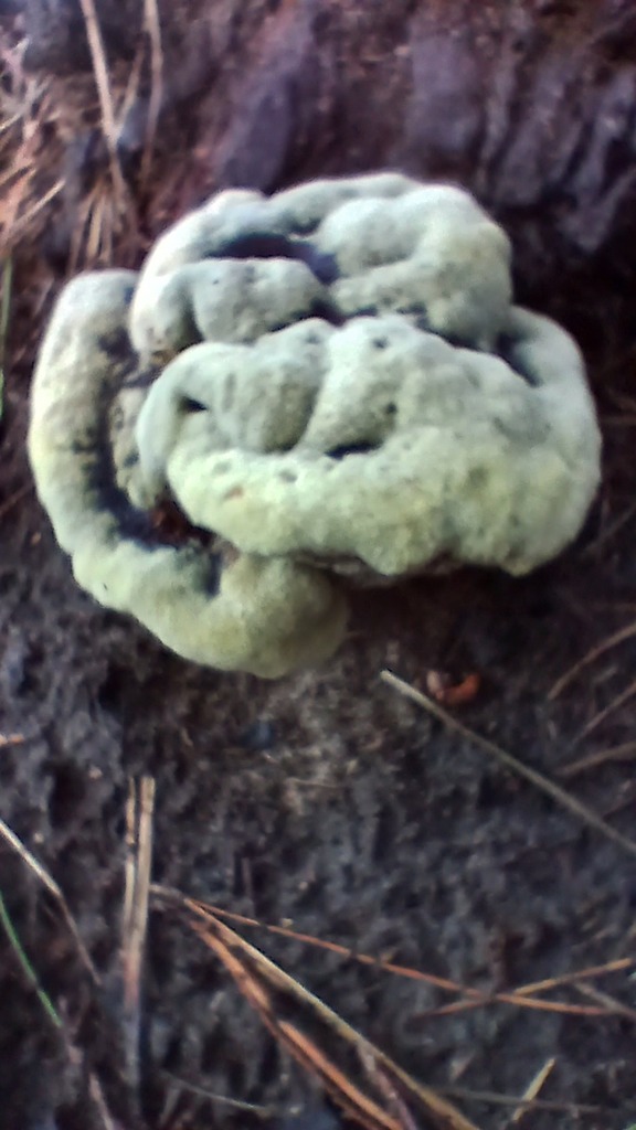 Phaeolus hispidoides · February 2026 · photo: © rayjackson (iNaturalist, cc-by)