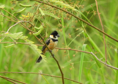 Rusty-collared Seedeater (Sporophila collaris), photo 6