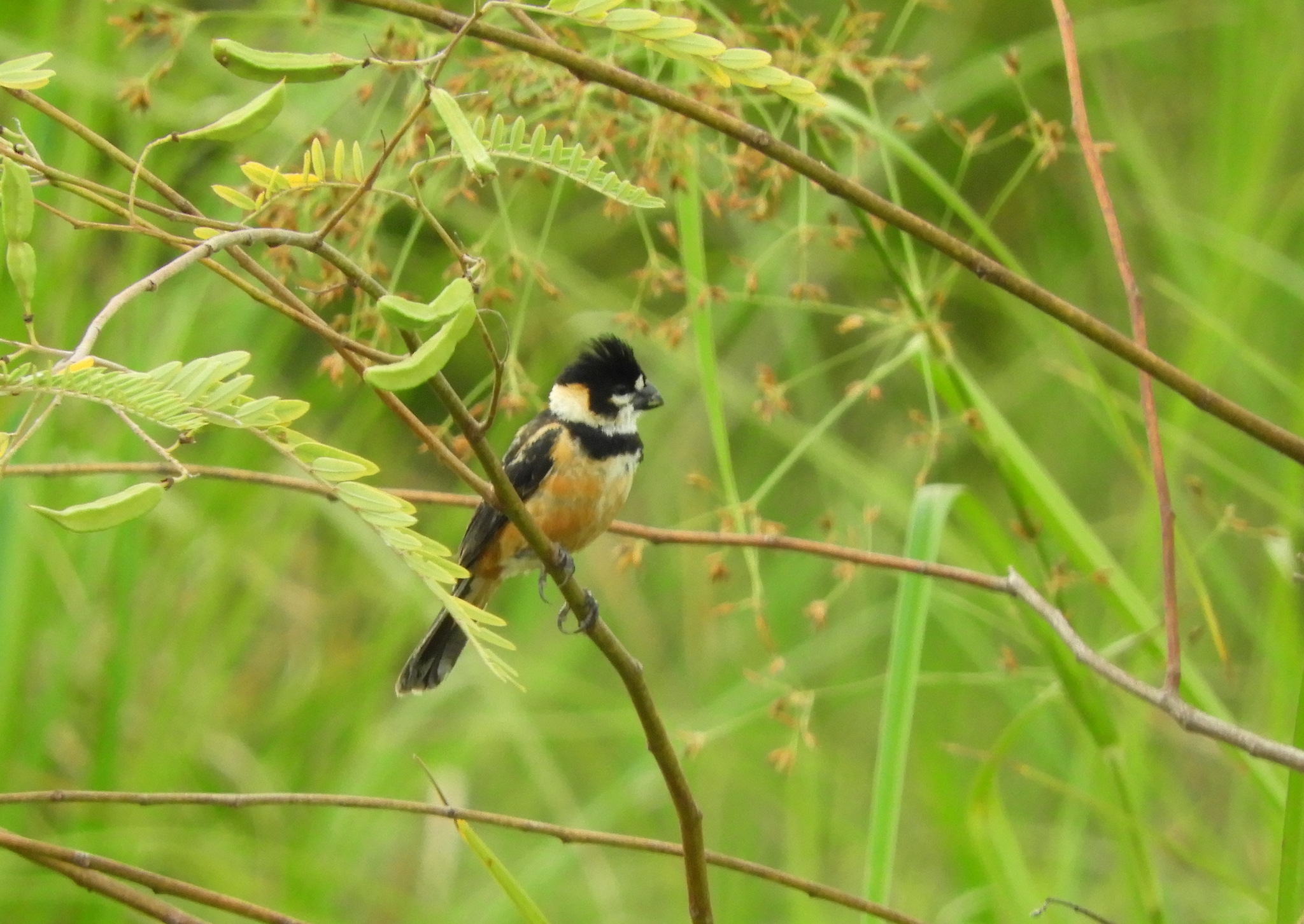 Rusty-collared Seedeater (Sporophila collaris), photo 6