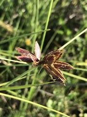 Cyperus macranthus