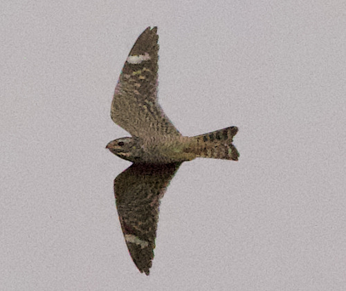 Lesser Nighthawk observed by tomas_kay
