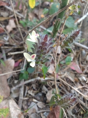 Tetramerium nervosum