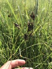 Cyperus rigidifolius