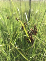 Cyperus rigidifolius