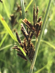Cyperus rigidifolius