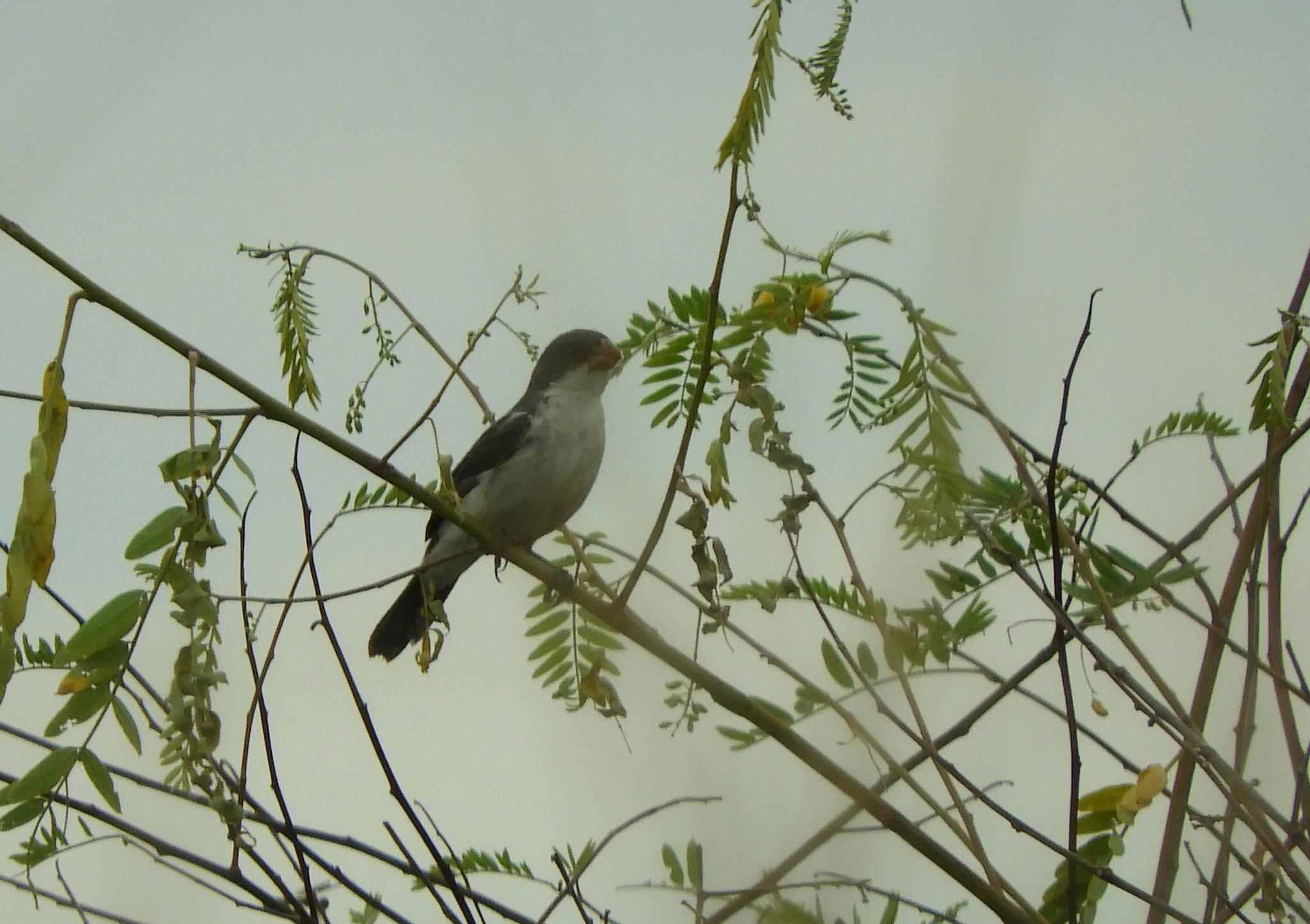 White-bellied Seedeater (Sporophila leucoptera), photo 9