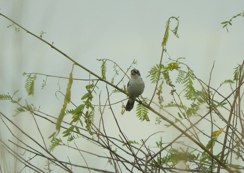 White-bellied Seedeater (Sporophila leucoptera), photo 10