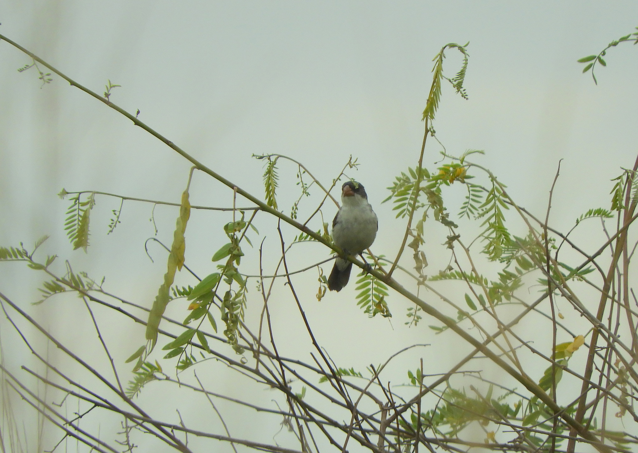 White-bellied Seedeater (Sporophila leucoptera), photo 10