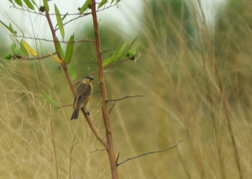 Tawny-bellied Seedeater (Sporophila hypoxantha)