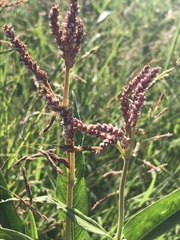 Persicaria limbata