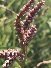 Persicaria limbata