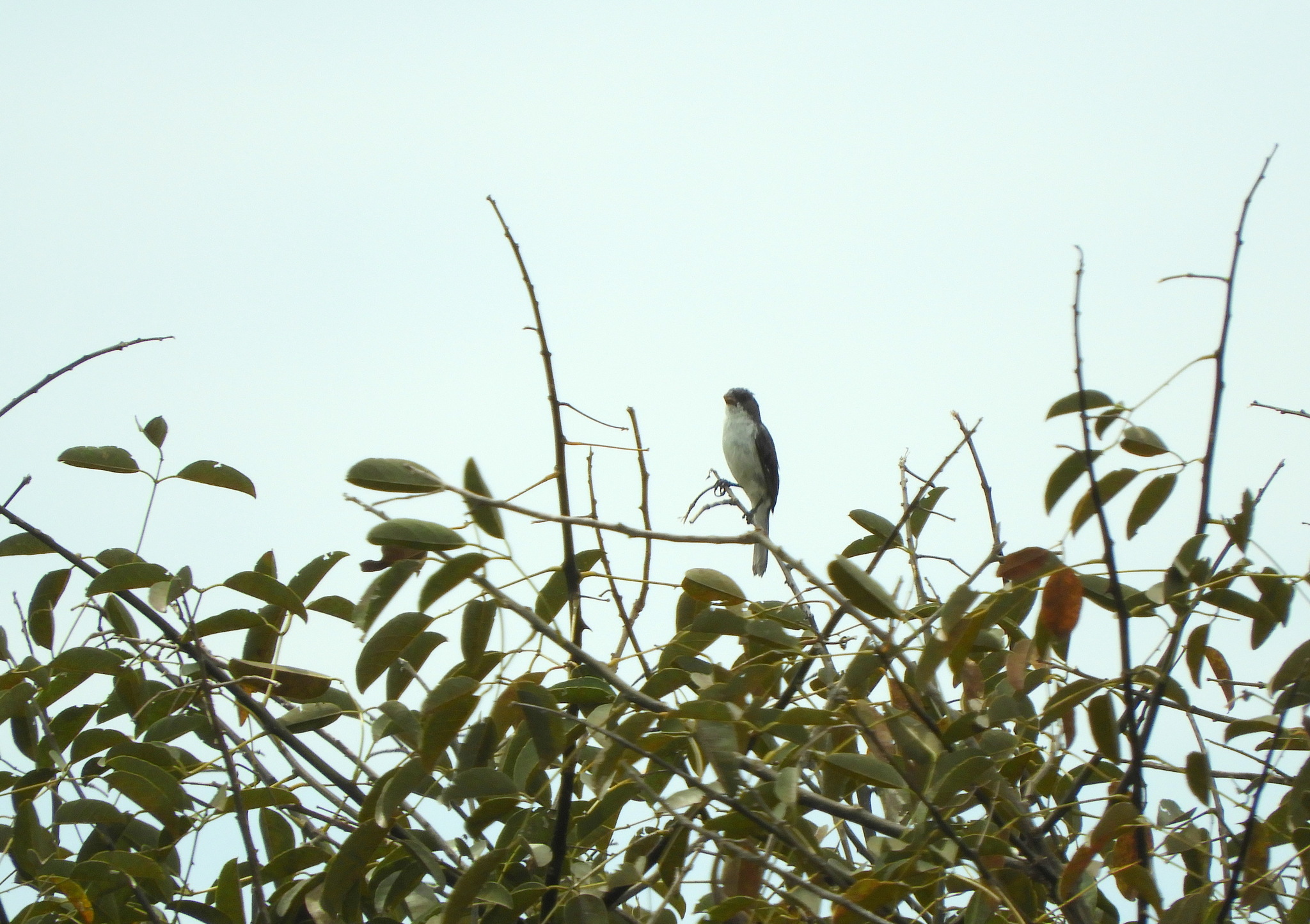 White-bellied Seedeater (Sporophila leucoptera), photo 2