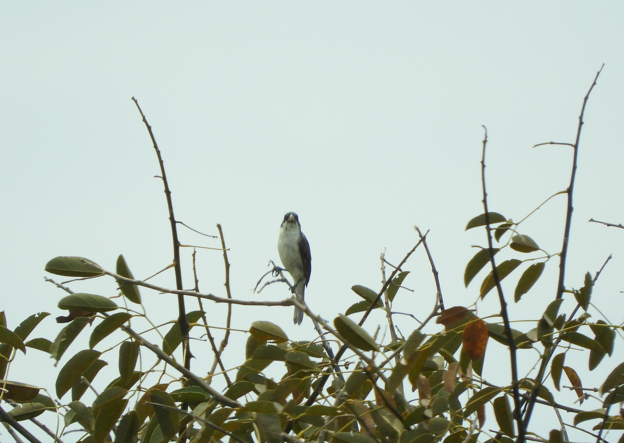 White-bellied Seedeater (Sporophila leucoptera), photo 8