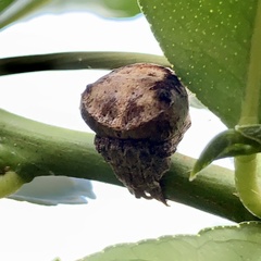 Poltys illepidus