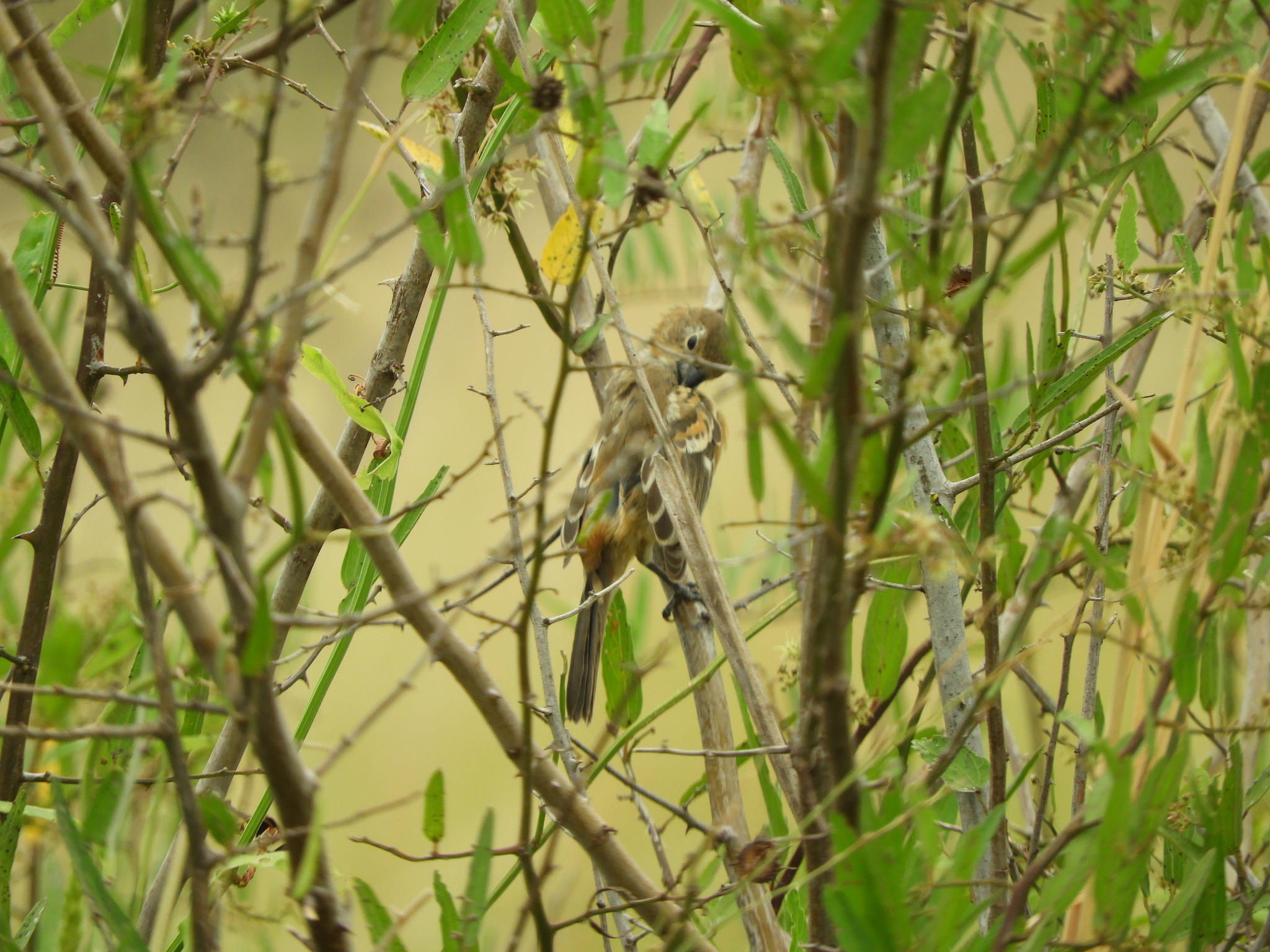 Rusty-collared Seedeater (Sporophila collaris), photo 9