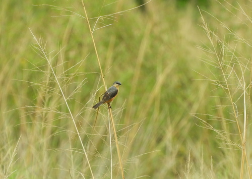 Tawny-bellied Seedeater (Sporophila hypoxantha), photo 8