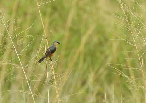 Tawny-bellied Seedeater (Sporophila hypoxantha), photo 7